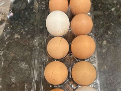 Hatching Eggs - True Blue Rooster