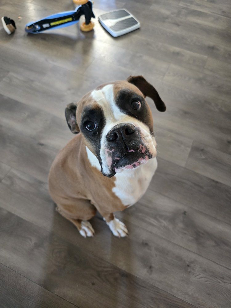 kacee the boxer