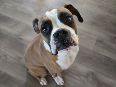 kacee the boxer