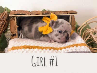 AKC French Bulldog Puppies