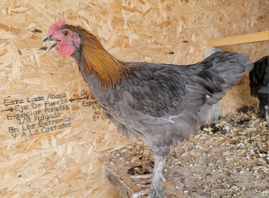 Deer Run Farms Blue Copper Marans Young Rooster!