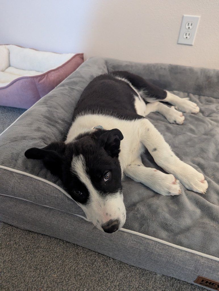 border Collie puppie
