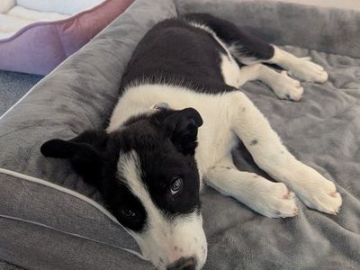 border Collie puppie