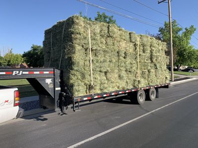 Alfalfa Hay