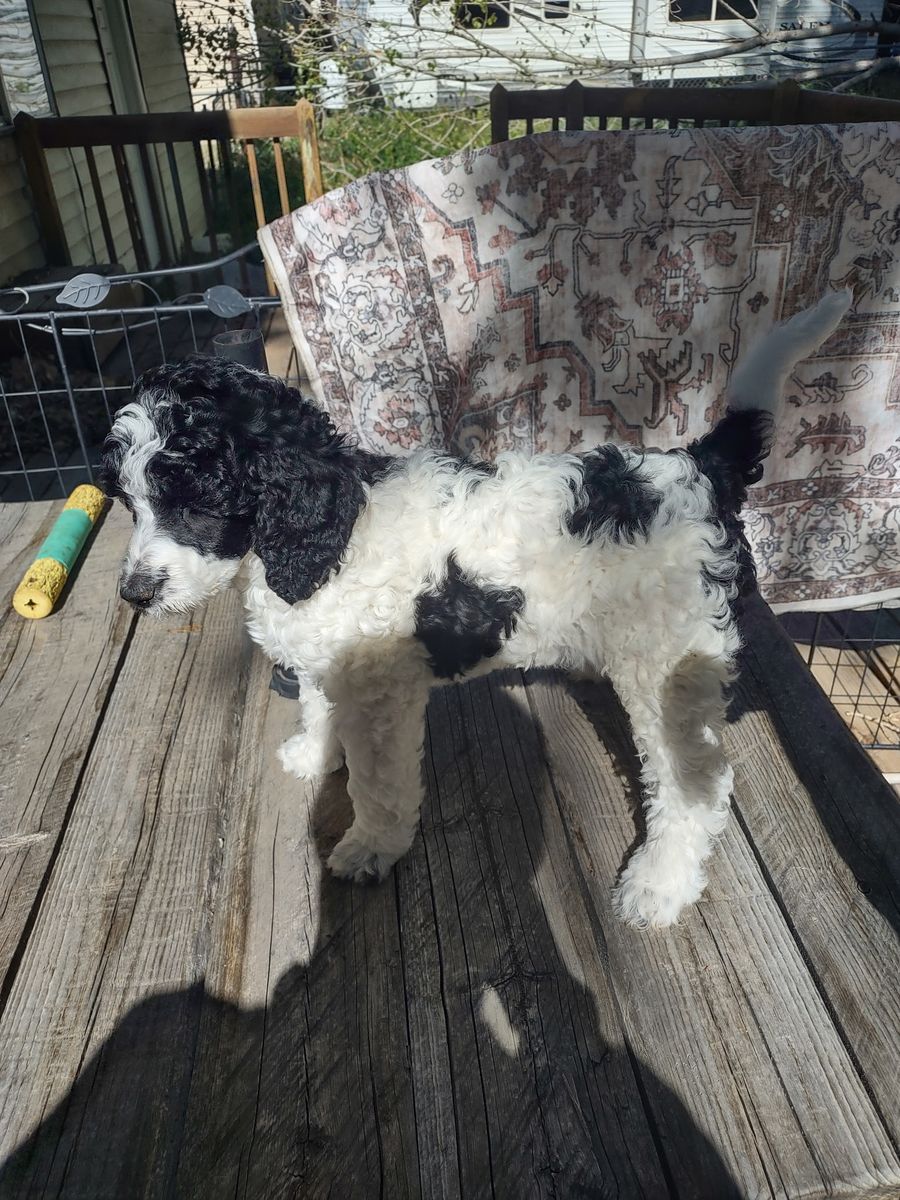 Akc female standard parti poodle