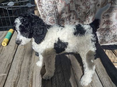 Akc female standard parti poodle