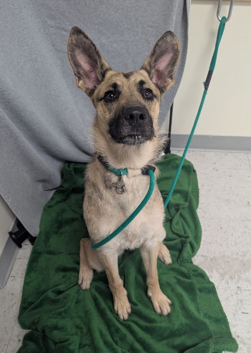 A160696 Osita is Available for Adoption!