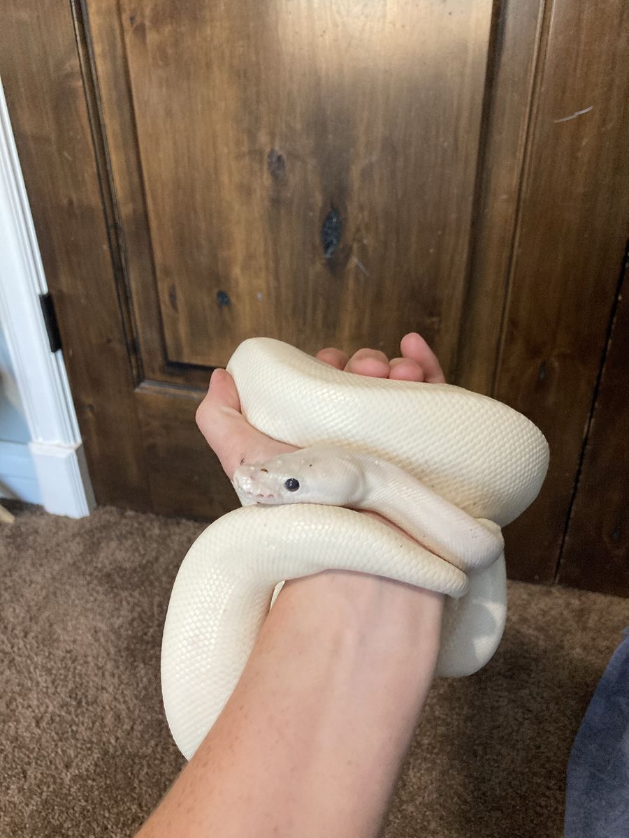 Black eyed leucistic ball python