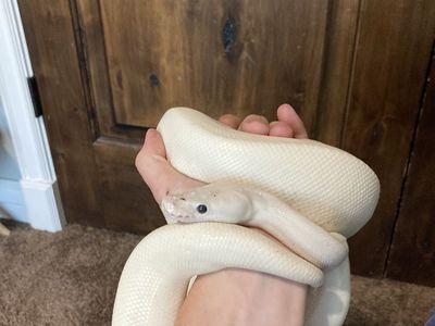 Black eyed leucistic ball python