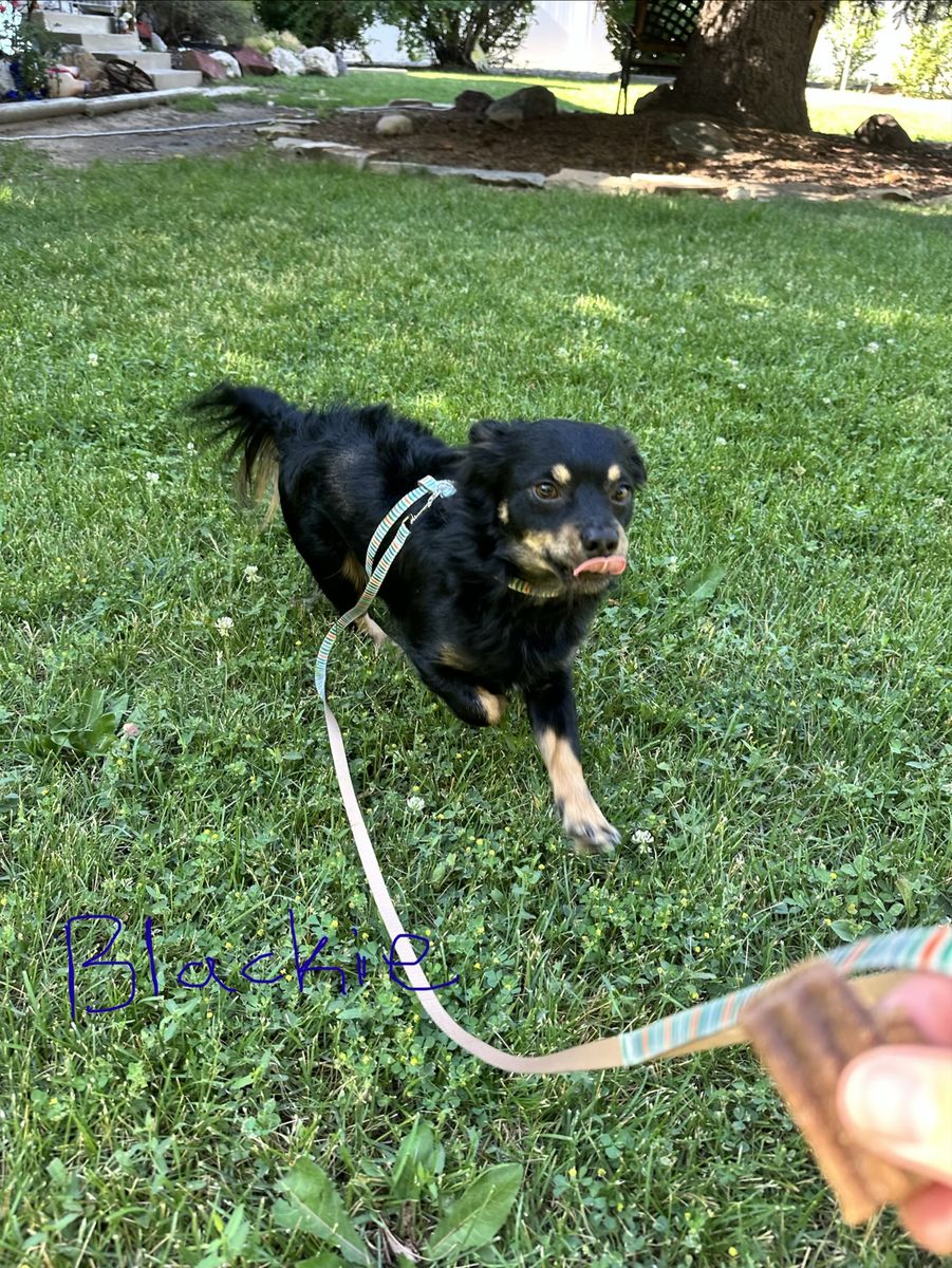 Chihuahuas For Adoption