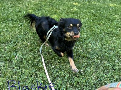 Chihuahuas For Adoption