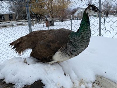 4 Indian Blue Peafowl