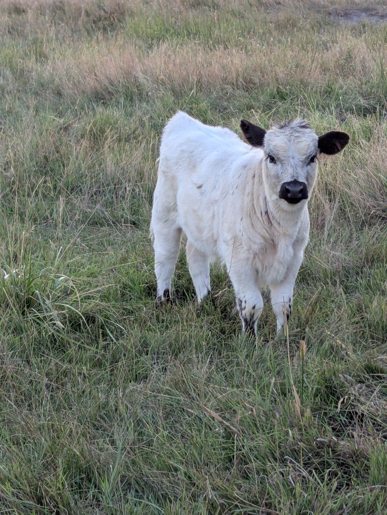 mid/mini high park heifer
