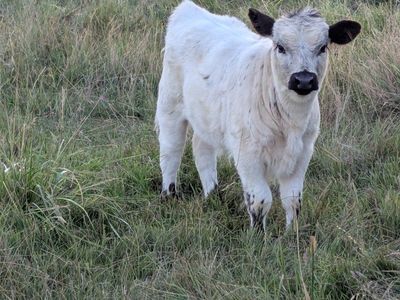 mid/mini high park heifer
