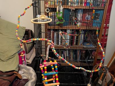 Large Black Bird Cage with Stand and Assorted Toys - Used