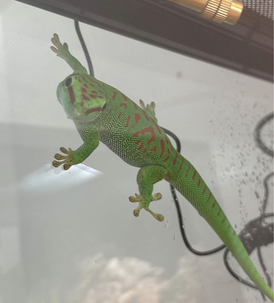 Giant Day Gecko And Bioactive 18x18x24