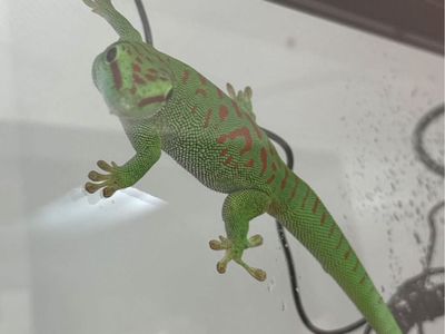 Giant Day Gecko And Bioactive 18x18x24