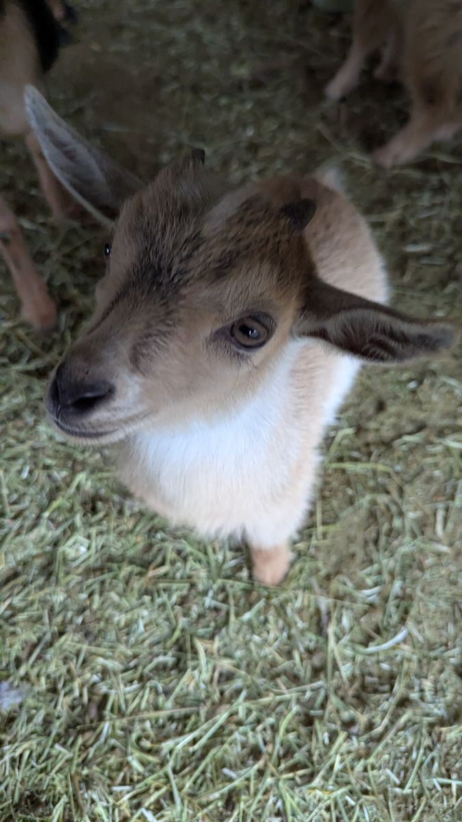 Weaned Buck (born 2/16/26)