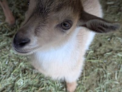 Weaned Buck (born 2/16/26)