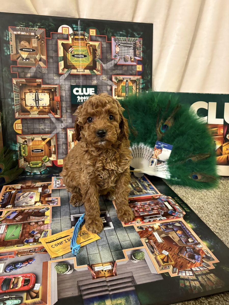 Mini Goldendoodle *sale