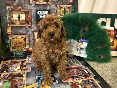 Mini Goldendoodle *sale