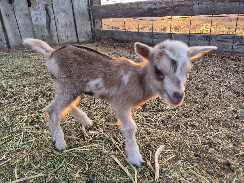 **TEENY TINY** Dwarf Triplet Doeling - Bottle Baby