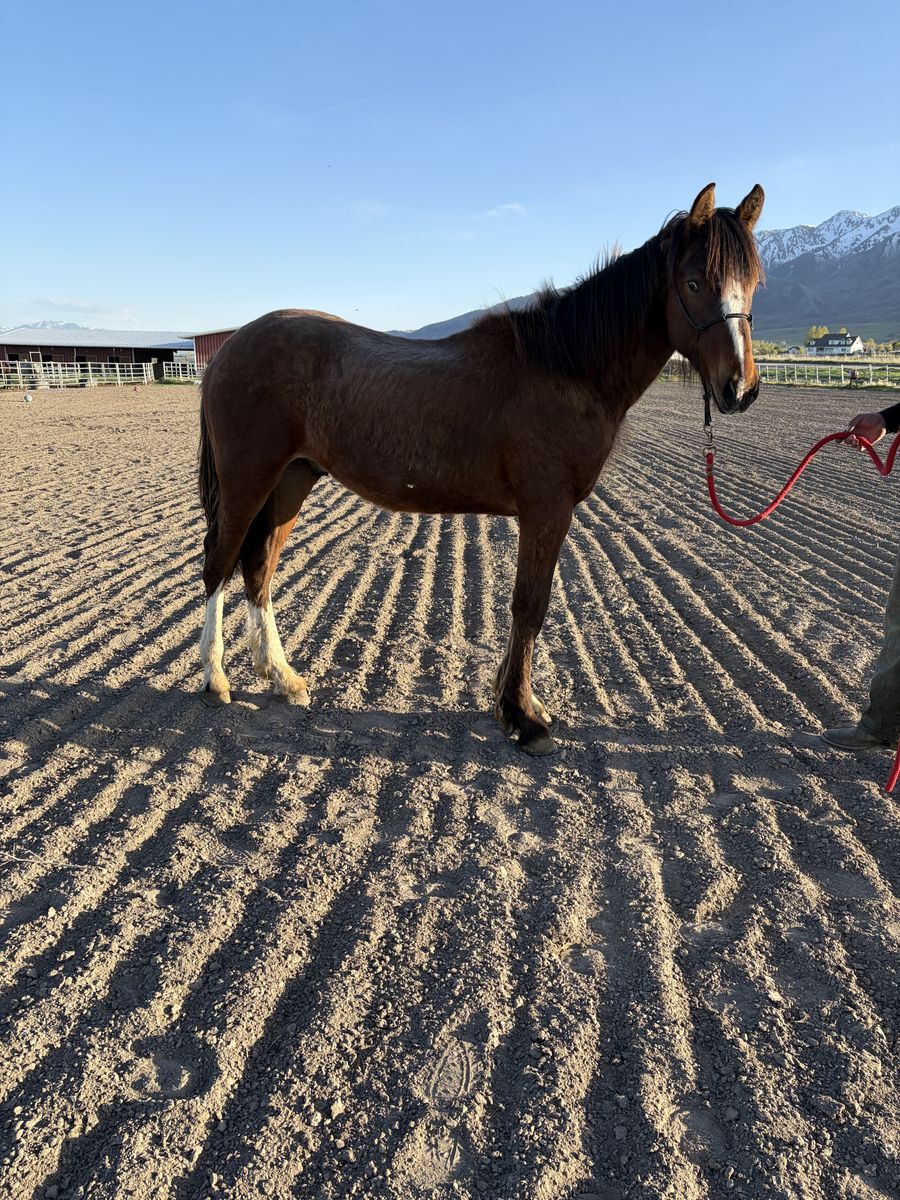 Yearling Half Draft