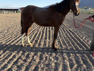 Yearling Half Draft