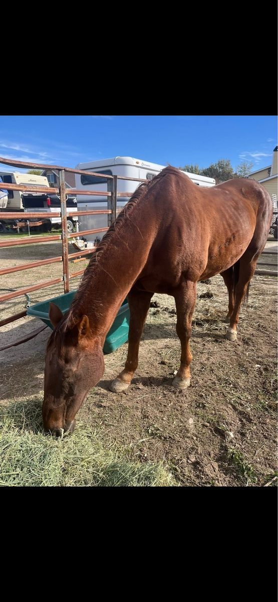 Kids horse/ pasture pet