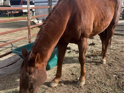 Kids horse/ pasture pet