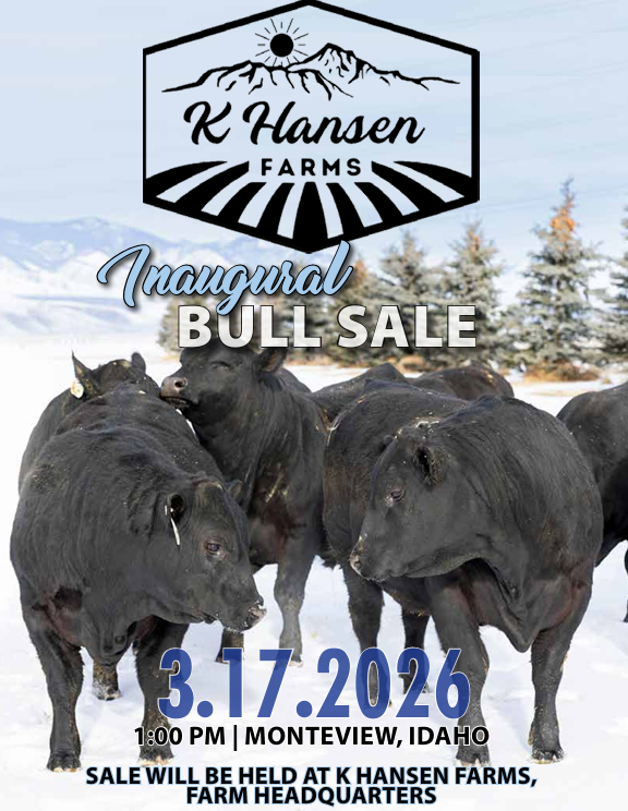 Black Angus Bulls for Auction