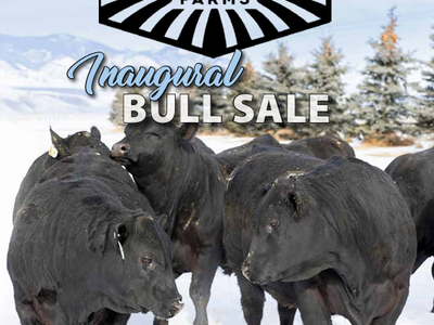 Black Angus Bulls for Auction