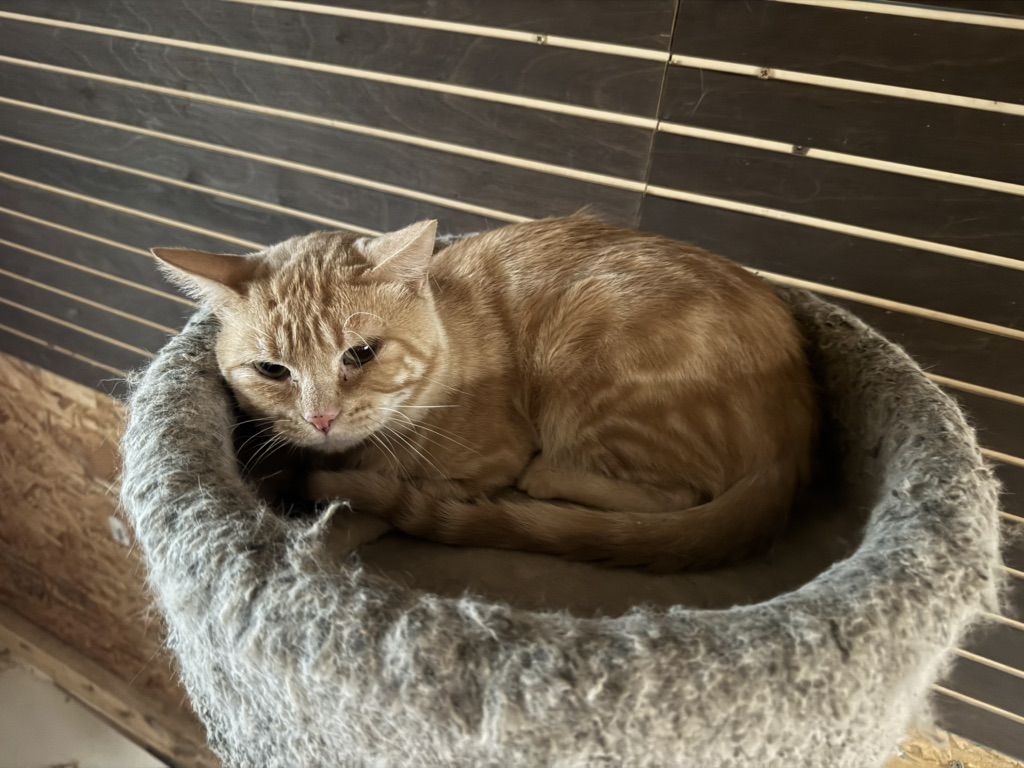 Orange Cats