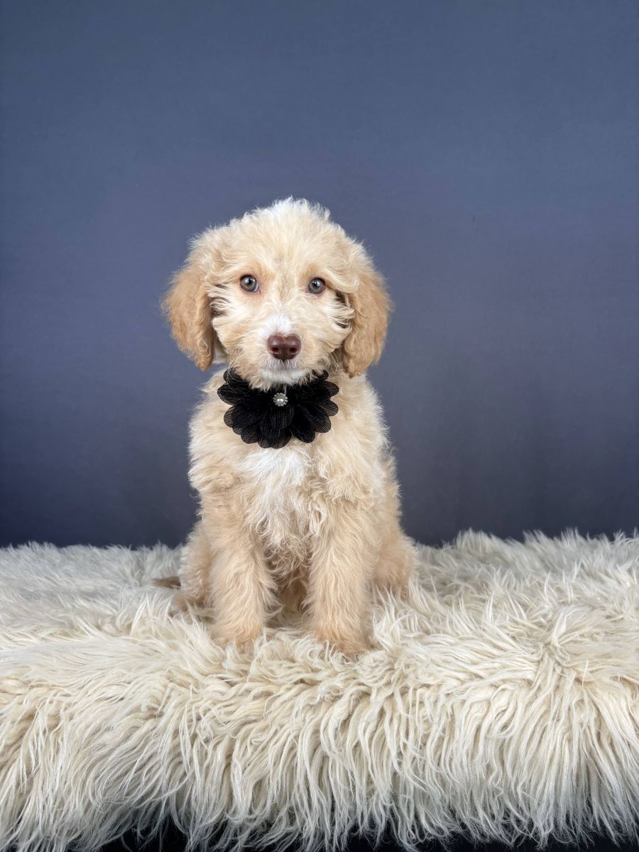 Justice- Female Mini Goldendoodle