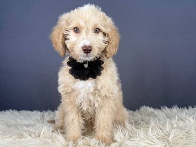 Justice- Female Mini Goldendoodle