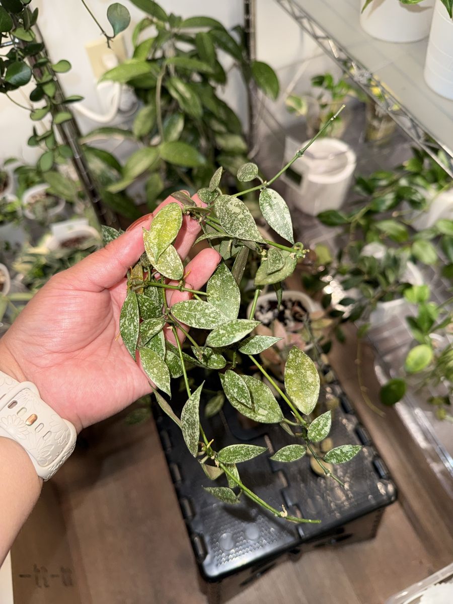 Hoya lacunosa sp Laos (splash) - Plant