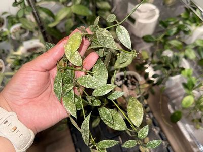 Hoya lacunosa sp Laos (splash) - Plant