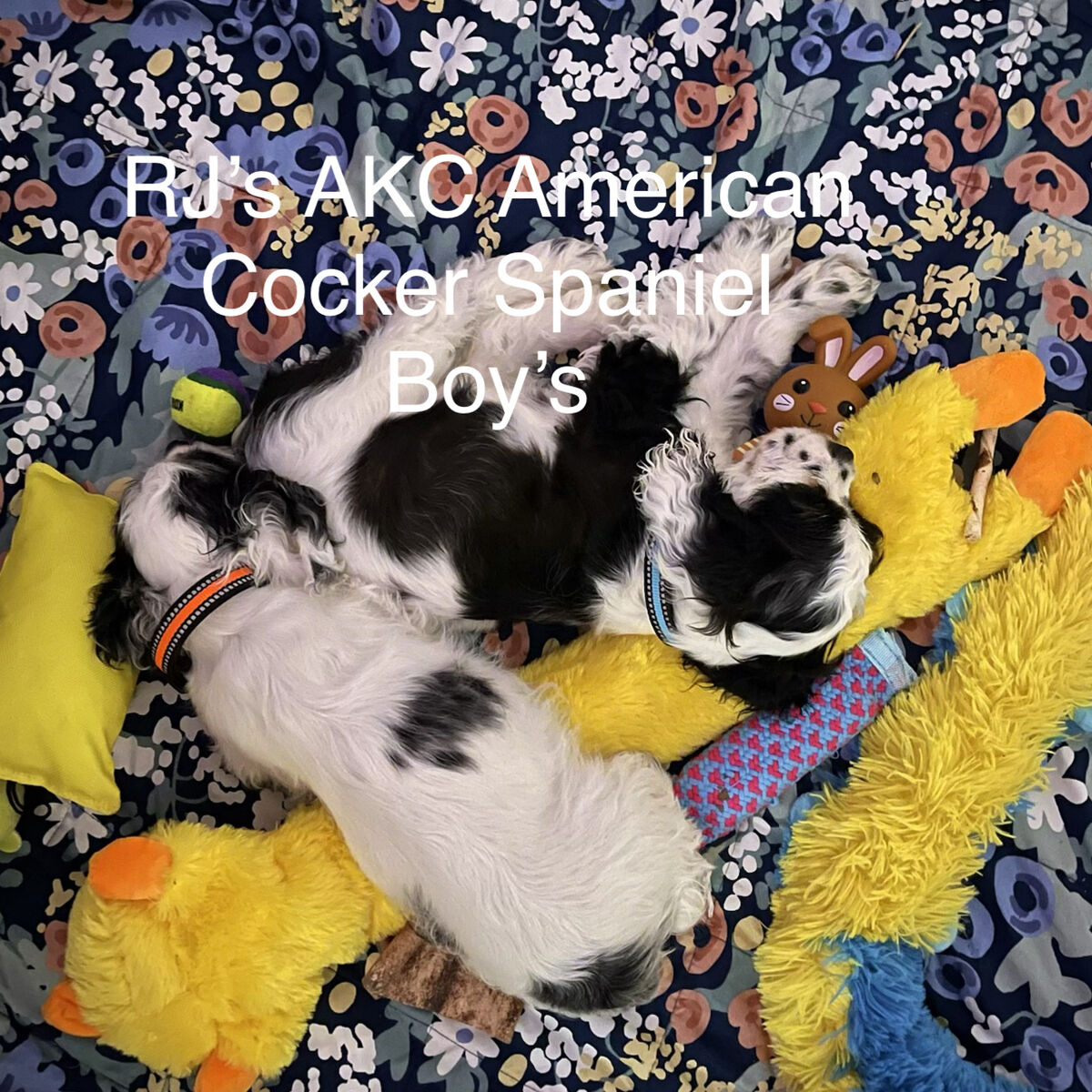 AKC American Cocker Spaniel Pups
