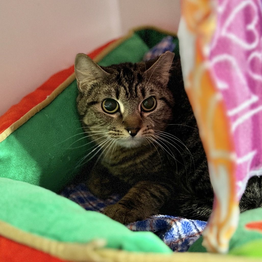 Hello my name is Triscuit