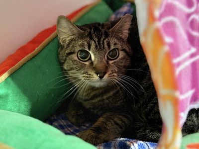 Hello my name is Triscuit