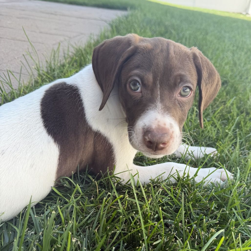 Hello my name is Daisy