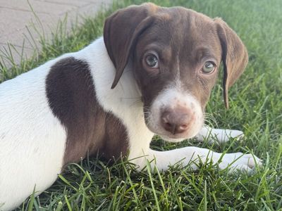 Hello my name is Daisy
