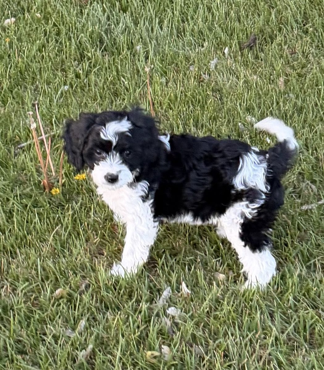 Cavapoo Puppy F1 Cavapoo Puppies