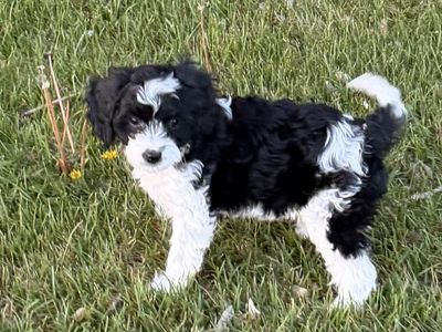 Cavapoo Puppy F1 Cavapoo Puppies