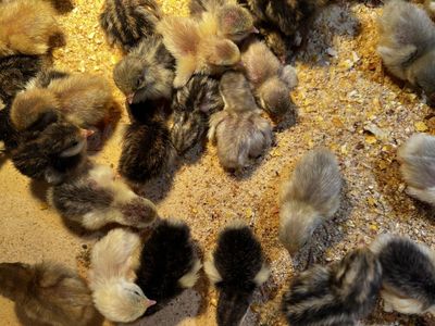 Button Quail Chicks