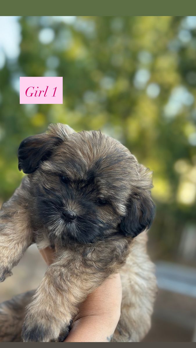 Adorable 8-Week Schnoodle/Malshi Puppies - Ready for Their Forever Home!