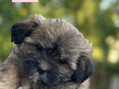 Adorable 8-Week Schnoodle/Malshi Puppies - Ready for Their Forever Home!