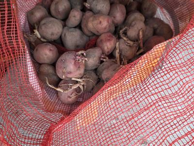 potato sets.