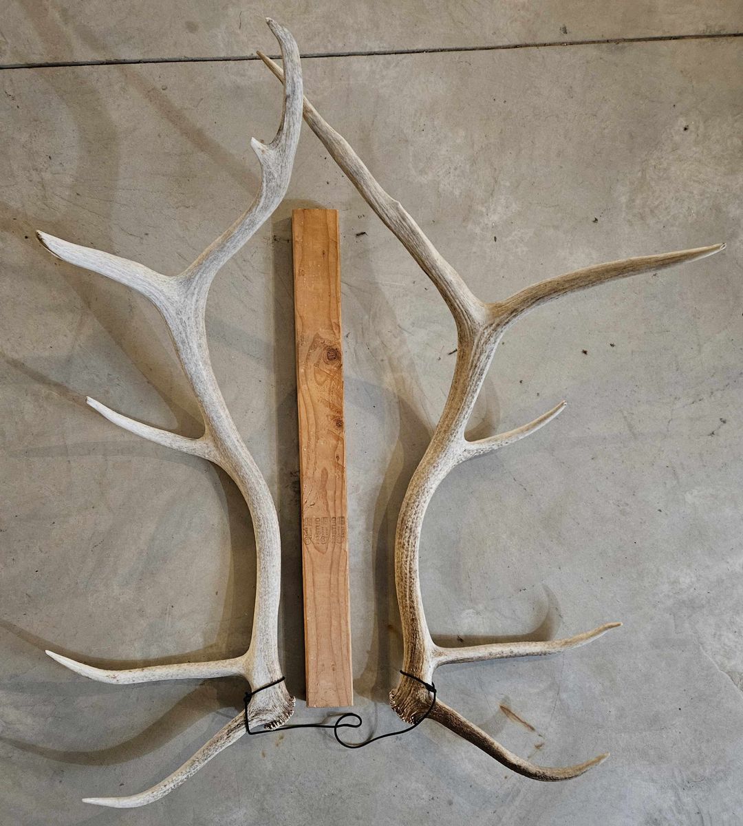 Matched set elk shed antlers