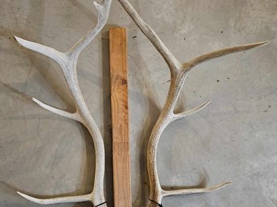 Matched set elk shed antlers